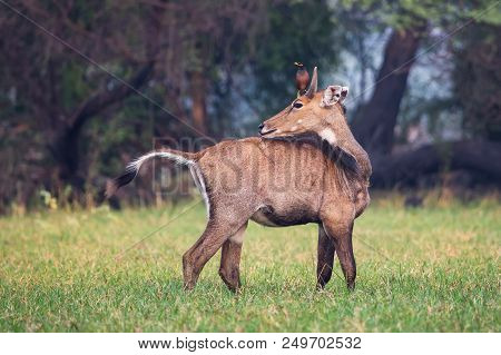 Male Nilgai With Brahminy Myna Sitting On Him In Keoladeo National Park, Bharatpur, India. Nilgai Is