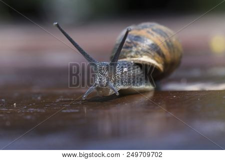 Common Garden Snail, Cornu Aspersum, Moving Sluggish With Face Towards Camera. Macro Closeup.