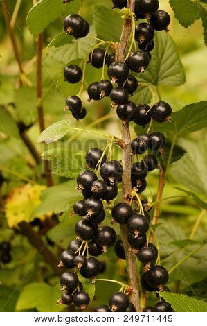 Blackcurrant Fruit On The Bush. Harvest Of Blackcurrants. Vertical Frame.