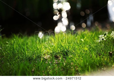 水の背景に草します。