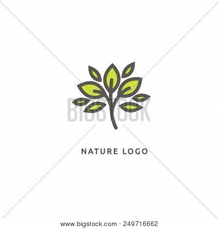 Vector Illustration, Graphic Design Editable Design. Tree, Fir-tree, Wood Oakweb Icon
