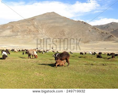 Mongolia Natural Landscapes, Surrounded By Mountains And Rocks And Wild Goats