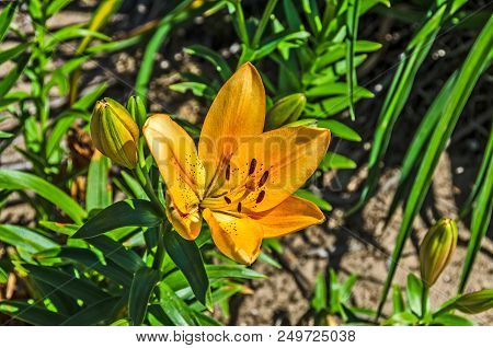 Close-up Of Mildred Mitchell Yellow Orange Lily With Buds And Green Leaves In The Background