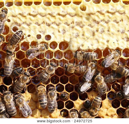 celle di miele e le API di lavoro