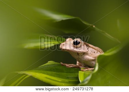Adult Borneo Eared frog on green leaves