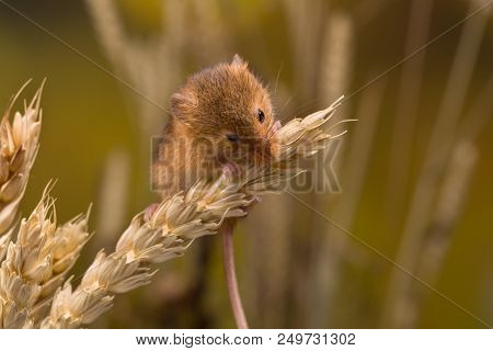 Micromys minutus or Harvest Mouse in wheat field