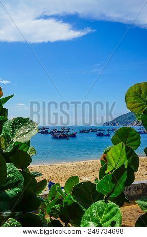 Blue Sea With Terminalia Catappa Trees In Quy Nhon, Vietnam.