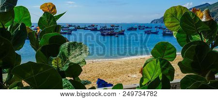 Blue Sea With Terminalia Catappa Trees In Quy Nhon, Vietnam.