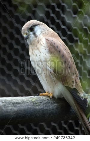 The Nankeen Australian Kestrel Is Perched On A Tree