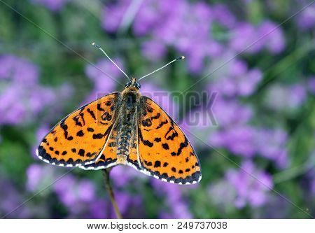 Bright Red Butterfly On A Meadow. Brush-footed Butterflies. Closeup