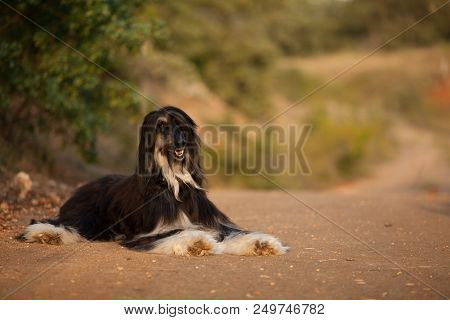Stylish Dog Breed Afghan Hound Posing While Lying