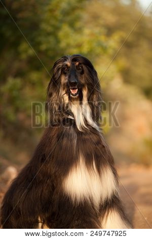 Beautiful Dog Breed Afghan Hound Sitting In Nature