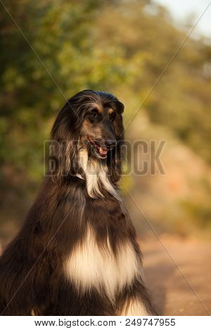 Beautiful Dog Breed Afghan Hound Sitting In Nature