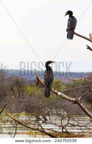 Two Cormorants Above The Lake. Baringo Lake, Kenya.