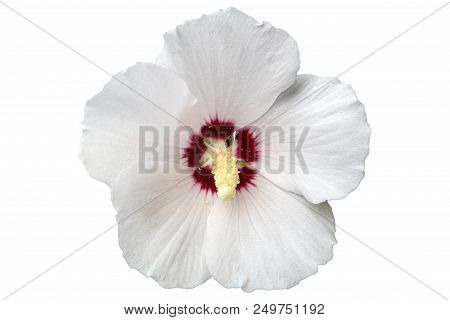 Hibiscus White Rose Of Sharon 'red Heart' Flower