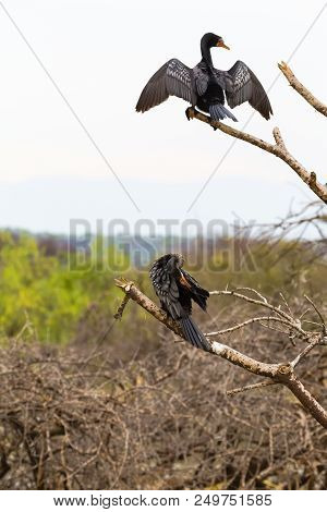 Portrait Of Two Cormorant On The Branch. Baringo Lake, Kenya