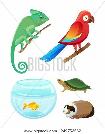 Friendly Pets Of Exotic Species. Chameleon On Branch, Bright Parrot, Gold Fish, Small Turtle And Flu
