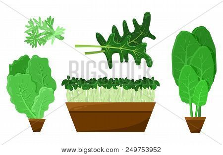 Green Salad Leaves And Roots Vector Collection, Illustration With Fresh Arugula And Potted Green Hea