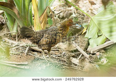 Chicken Is So Happy To Be A Mother Not A Food. Protect Animals. Vegetarian.
