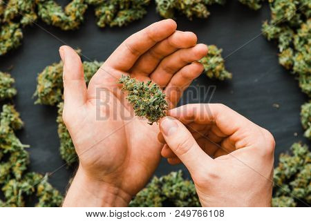 Grinder A Lot Ofx Marijuana, Fresh Buds Of Cannabis Many Weed. Copy Spase Copy-space