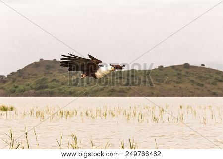 Eagle Swoops Down On Its Prey. Baringo Lake, Kenya