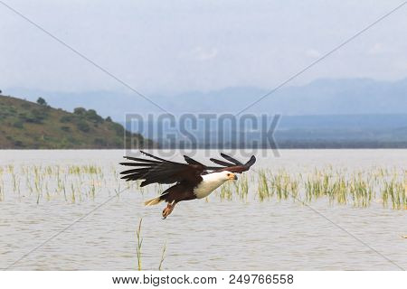 Hunt. Eagle Fisher. Lake Baringo. Kenya, Africa