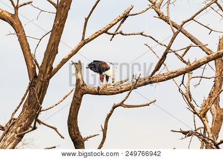 The Eagle Devours Fish On A Branch. Baringo, Kenya