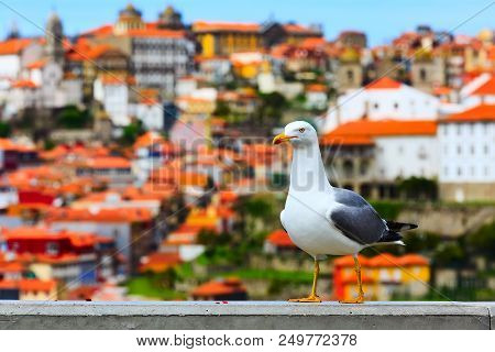 Seagull Portrait And Porto, Portugal Old Town Aerial View With Colorful Houses