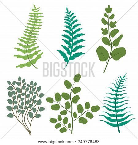 Green Leaves Floral Greenery Frest Fern Frond Eucalyptus Nature Branch Vector. Leaf Foliage Herb Pla