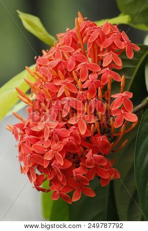 Beautiful Red Ixora Coccinea In The Forest