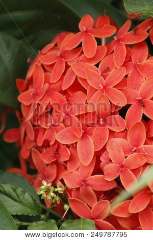 Beautiful Red Ixora Coccinea In The Forest