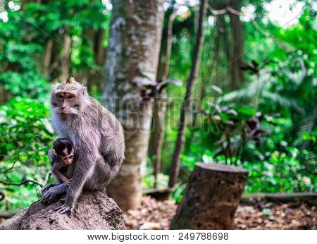 Monkey Family Free At Nature In Tropical Forest