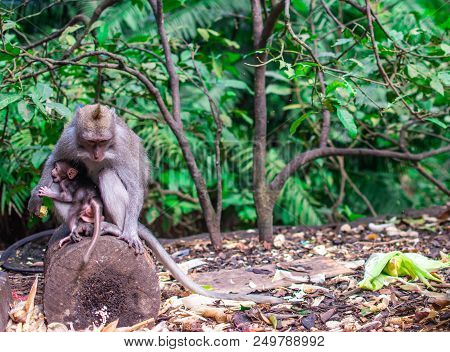 Monkey Family Free At Nature In Tropical Forest