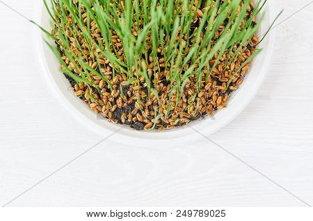 Sprouter With Wheat Grass On Table, Germination Of Seeds Vitgrass, The Concept Of A Diet For Raw Foo