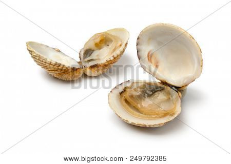 Fresh cooked open warty venus clams isolated on white background