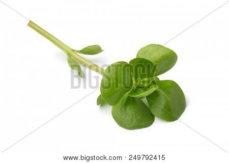 Single twig of fresh raw common purslane isolated on white background