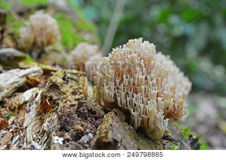 Artomyces Pyxidatus Known As Crown Coral Or Crown-tipped Coral Fungus