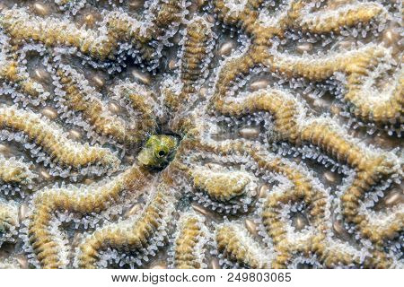 Spinyhead Blenny,acanthemblemaria Spinosa Is A Species Of Blenny Native To The Tropical Western Atla