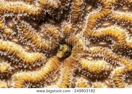 Spinyhead Blenny,acanthemblemaria Spinosa Is A Species Of Blenny Native To The Tropical Western Atla