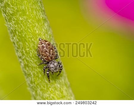 Jumping Spiders Are A Group Of Spiders That Constitute The Family Salticidae.