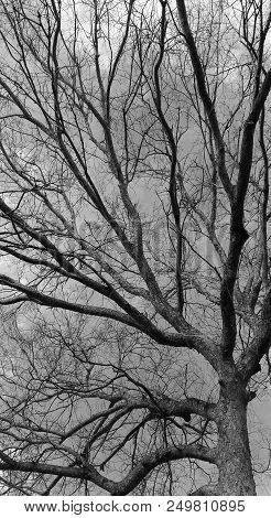 Deciduous Tree in Gloomy Creepy Sepia Color