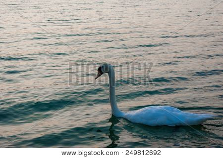 The Lake Swan With White Swans In A Sunny Weather, Balaton, Hungary.