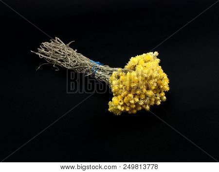 Helichrysum Flowers Isolated On Black Background