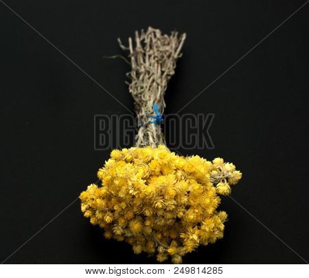 Helichrysum Flowers Isolated On Black Background