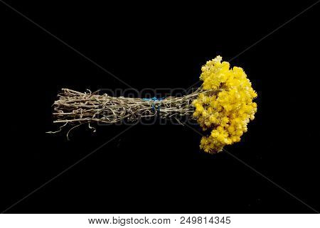 Helichrysum Flowers Isolated On Black Background
