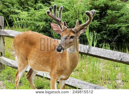 A Close Up Of A Male Deer Rooming The Streets Of Fire Island National Sea Shore Communites.