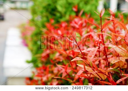Young Red Leaves Of Top Christina Decorate Plant In Garden Has Water Drop On Leaves After Rain Fall