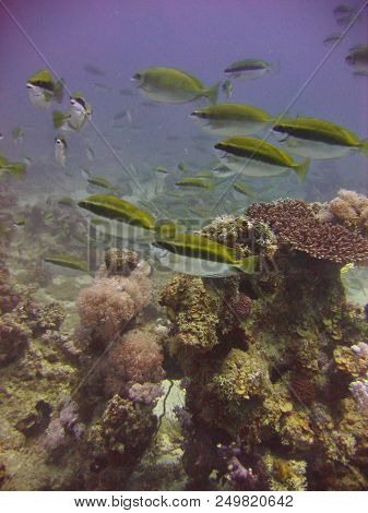 Underwater Photo, A View Of The Coral And Fish In The Red Sea In Israel