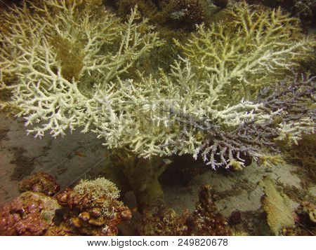 Underwater Photo, A View Of The Coral And Fish In The Red Sea In Israel