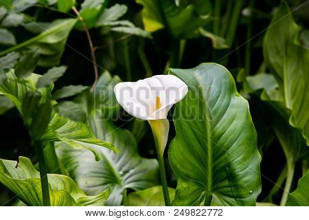 A Large White Water Lily Growing In A Small Pond In A Park In Machida, Tokyo